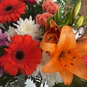 Meet your Posher, Josephine